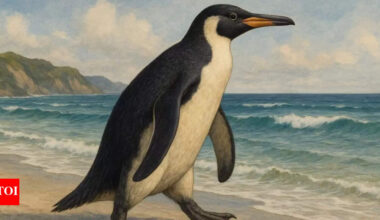 57-million-year-old giant penguin fossil discovered in New Zealand sheds light on ancient marine life |