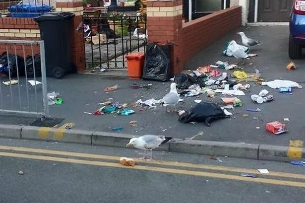 Gulls will themselves scatter food waste on roads by ripping open bin bags