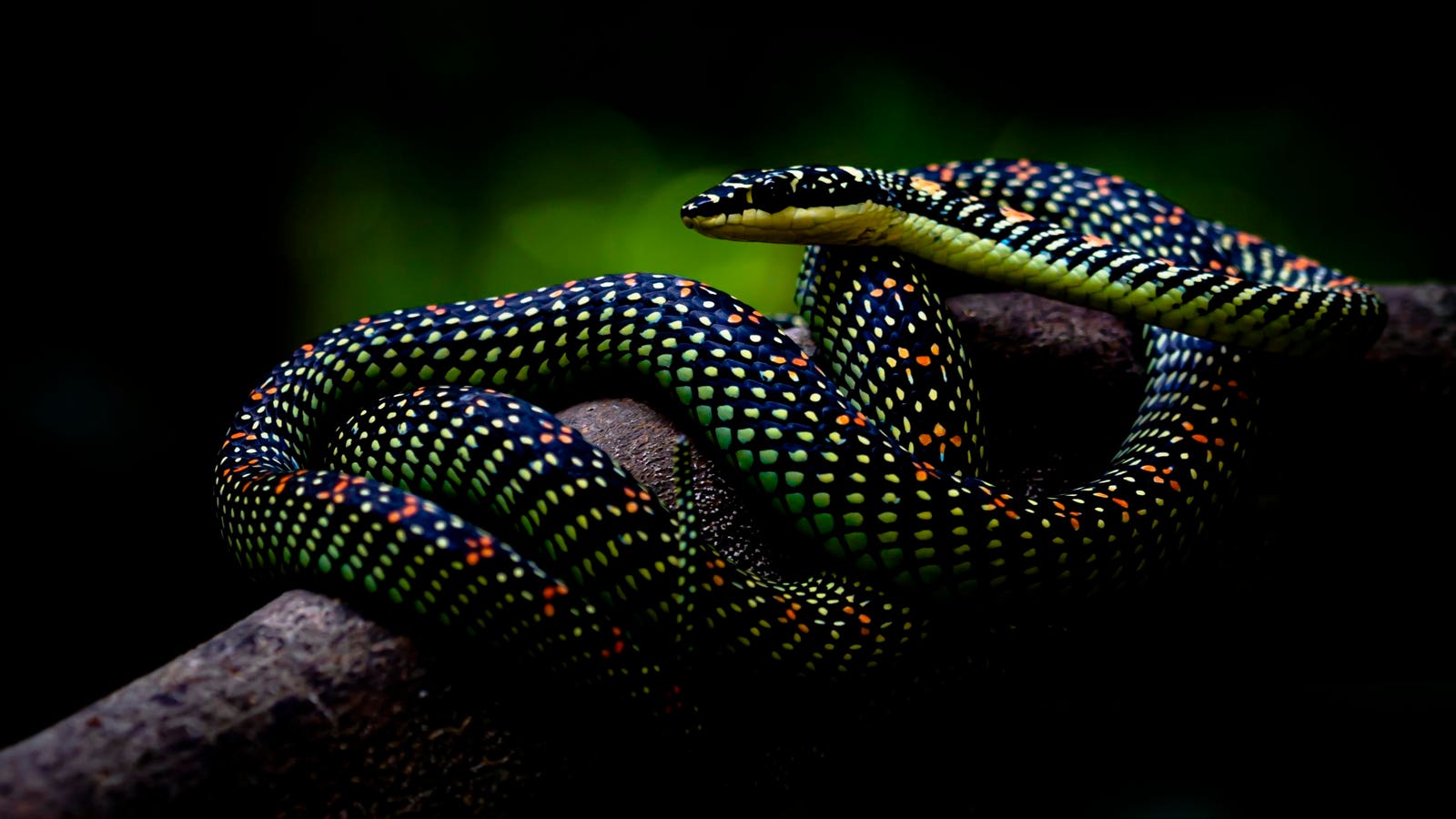 This ‘Flying’ Snake Can Leap Off Trees And Glide Distances Of Over 300 Feet — A Biologist Explains