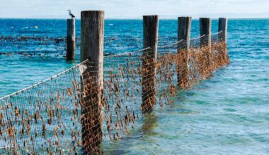 Experts Question Queensland’s New Shark Control Strategy