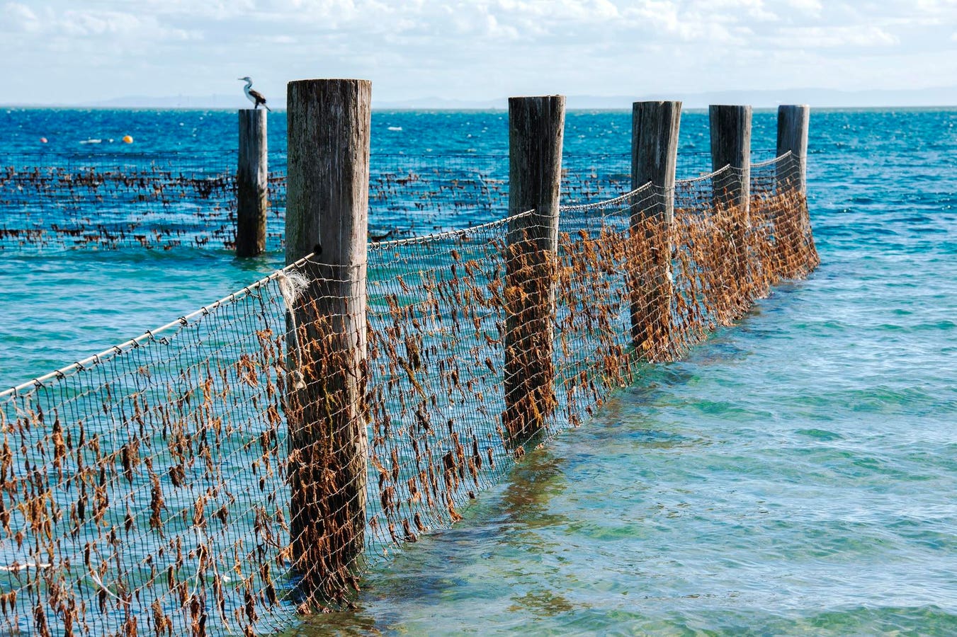 Experts Question Queensland’s New Shark Control Strategy