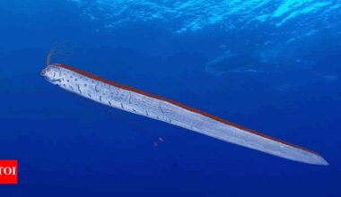 ‘Doomsday’ oarfish surfaces in Tasmania’s wild west coast