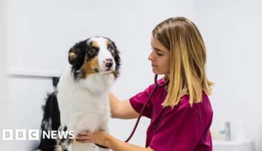 Post-Brexit pet travel scheme comes into effect