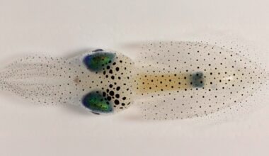 Squid study sparks interdisciplinary insight into the physics of growth
