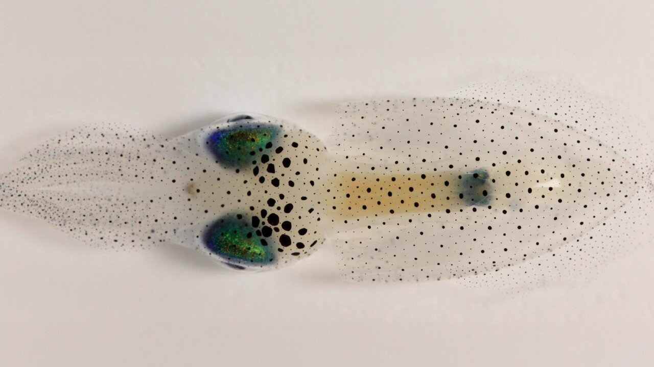 Squid study sparks interdisciplinary insight into the physics of growth