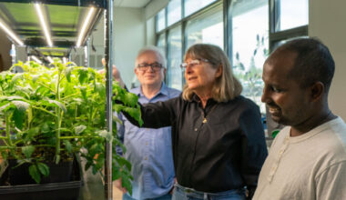 First genetic 'toggle switch' for plants paves the way for smarter farming