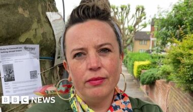 Stroud Green plane tree faces axe again over root damage claims