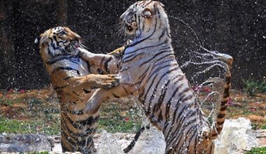 Apex tiger body flags poaching across reserves