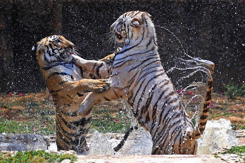 Apex tiger body flags poaching across reserves