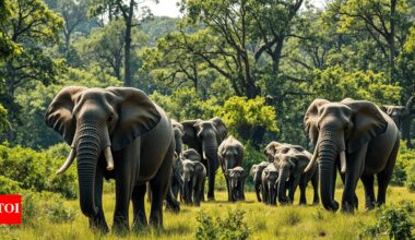 Zimbabwe to cull dozens of elephants to curb population and distribute meat to communities