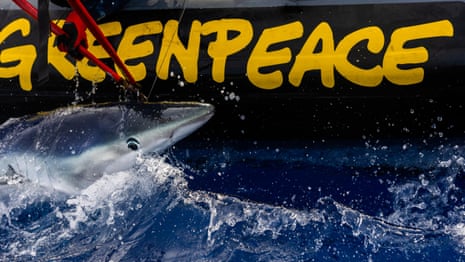 Greenpeace releases video of group disrupting longline fishing operation near New Zealand – video