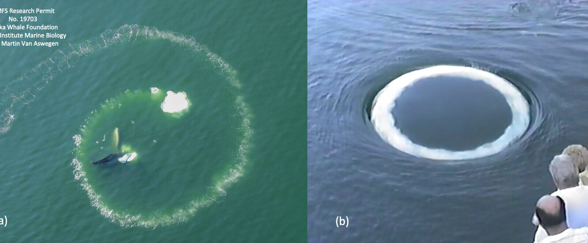 Curious humpback whales approach humans and blow bubble 'smoke' rings