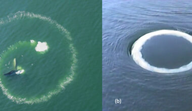 Curious humpback whales approach humans and blow bubble 'smoke' rings