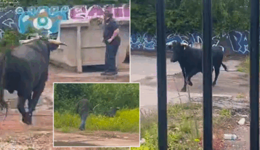 Animal RAMPAGES through streets of Second City on Islam's 'Day of Sacrifice'