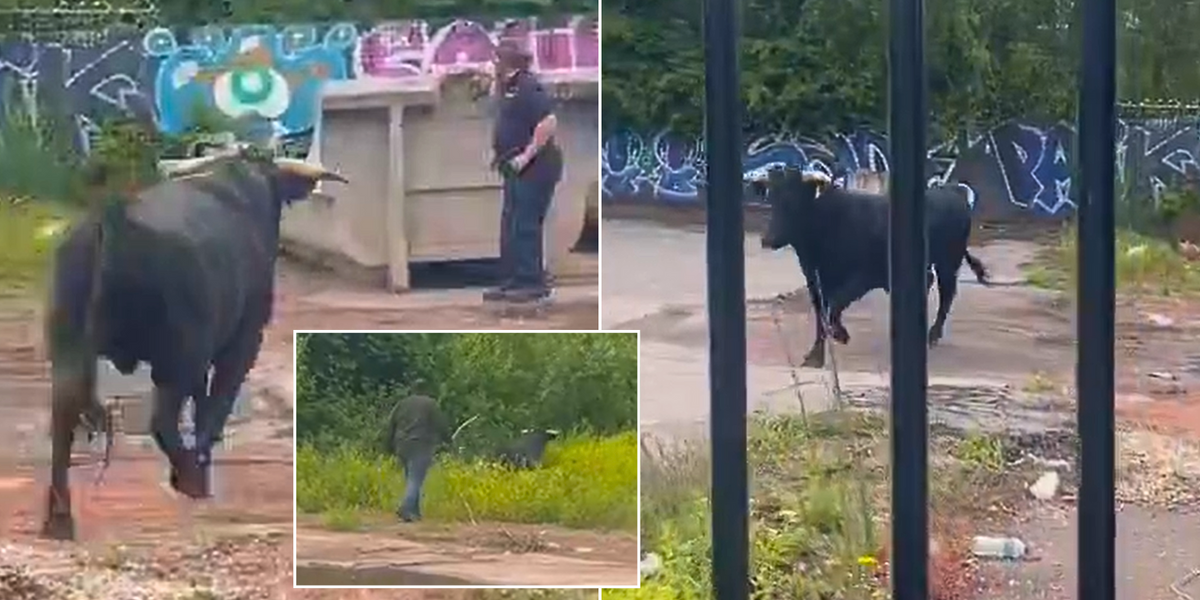 Animal RAMPAGES through streets of Second City on Islam's 'Day of Sacrifice'