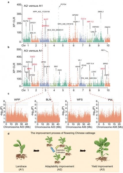 Decoding the DNA of a Culinary Favorite: The Genetic Story of Flowering Chinese Cabbage