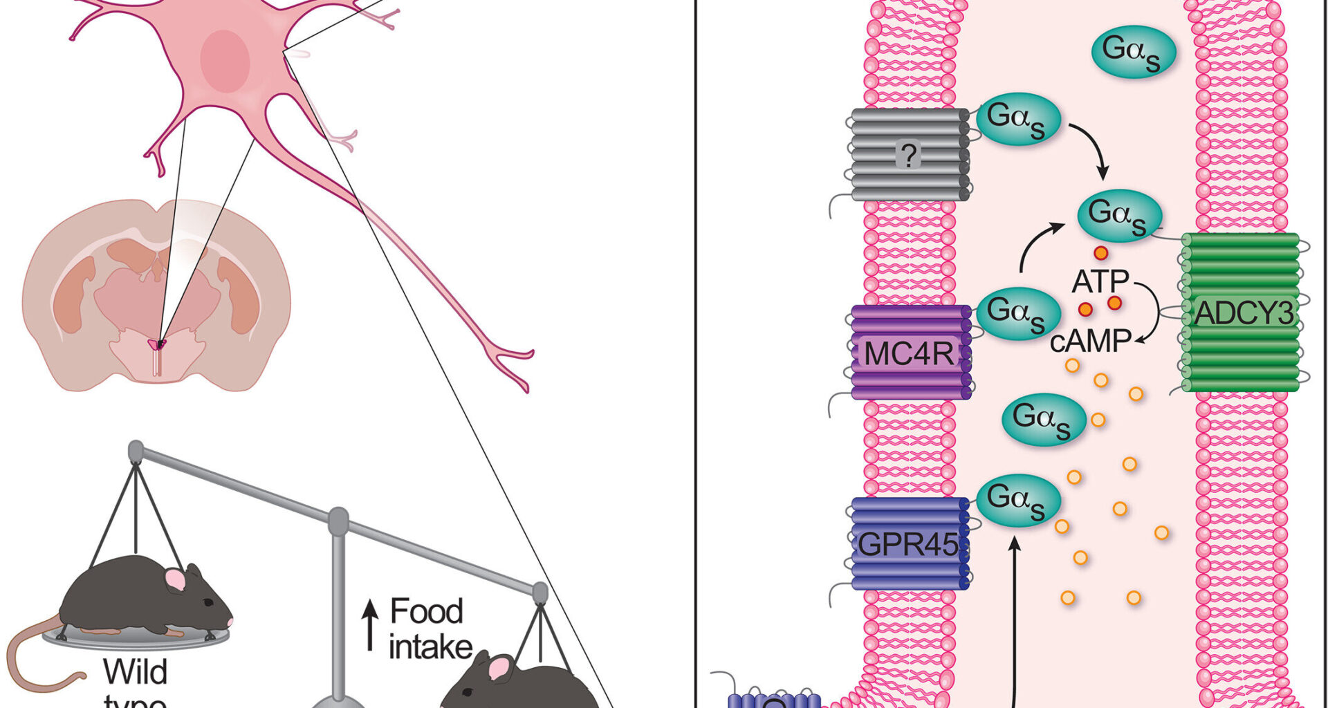 Discovery of Gpr45 gene activity in brain cilia sheds light on genetic roots of overeating