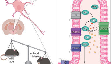 Discovery of Gpr45 gene activity in brain cilia sheds light on genetic roots of overeating