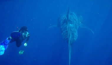 We tracked 13,000 giants of the ocean over 30 years, to uncover their hidden highways