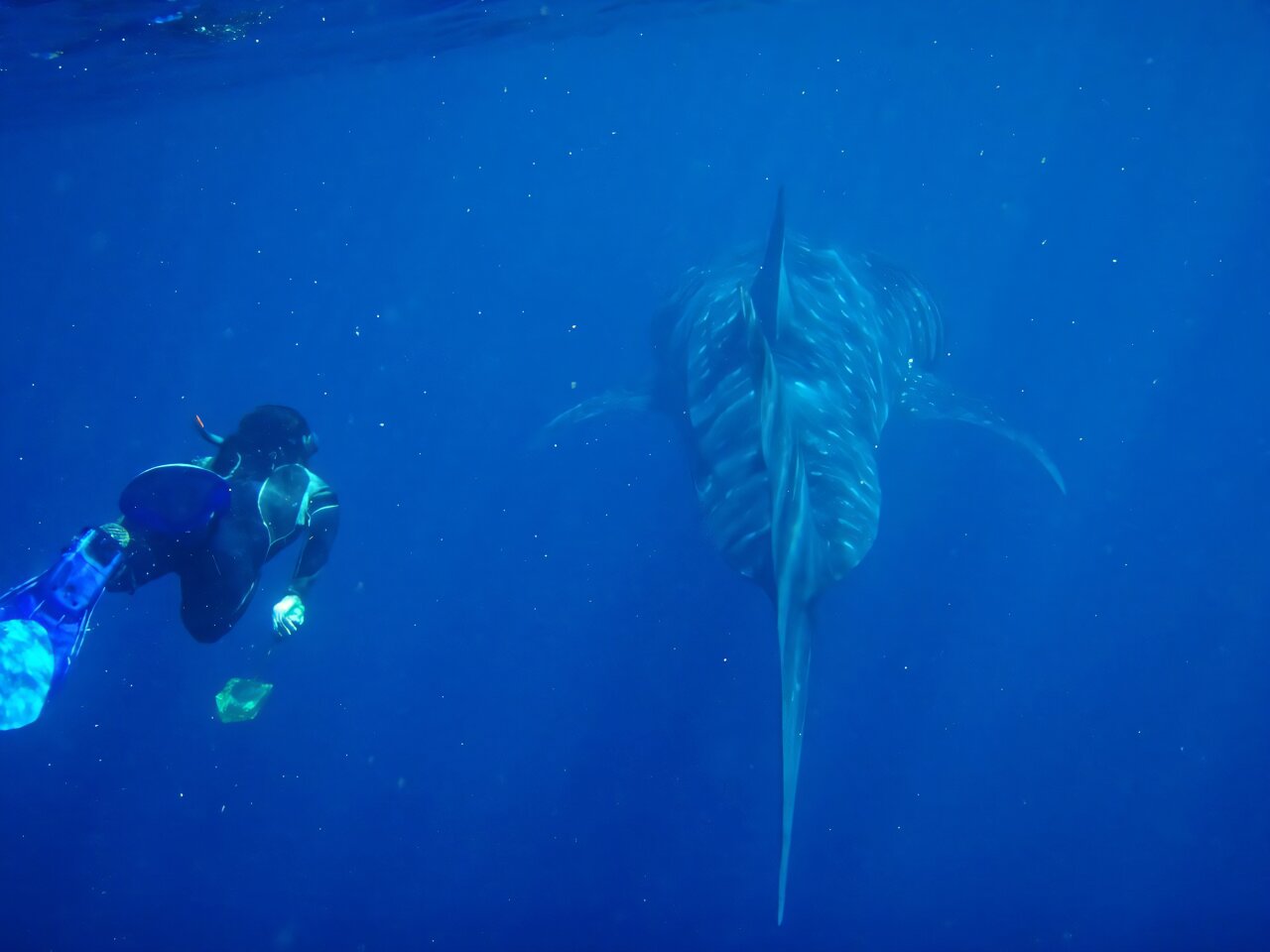 We tracked 13,000 giants of the ocean over 30 years, to uncover their hidden highways