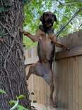Woman Catches Her Dog Scaling Backyard Fence — Then Realizes Sweet Reason Why