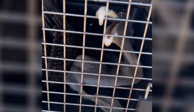 Rescuers Floored To Find A Huge Coastal Animal Very Far From Home