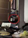 Rescuers Enter An Abandoned House And Find So Many Babies Watching Them