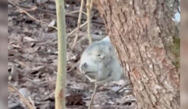 Wildlife Photographer Jumps After A Gray 'Stone' In Woods Starts Breathing