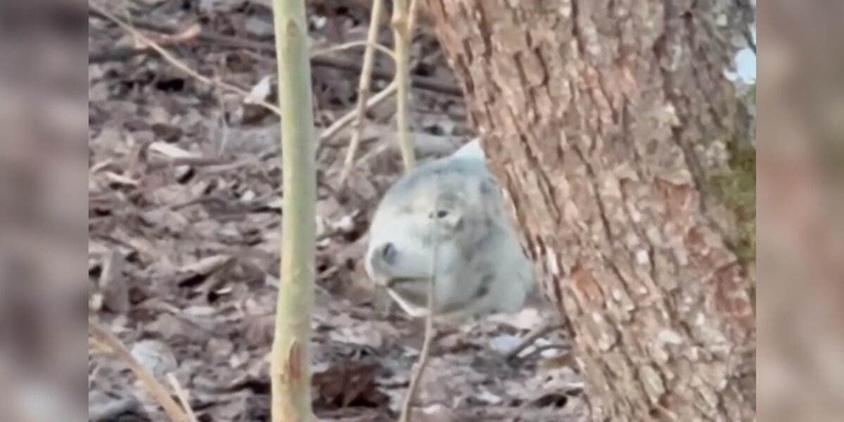 Wildlife Photographer Jumps After A Gray 'Stone' In Woods Starts Breathing