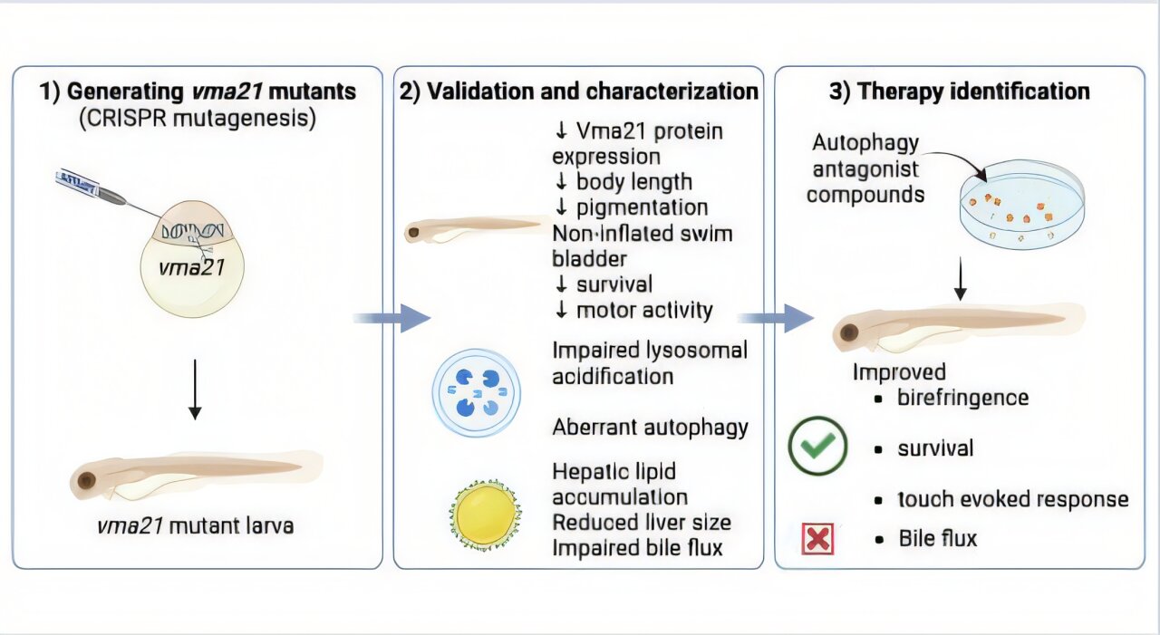 Zebrafish model for an ultra-rare genetic disease reveals two promising drug candidates