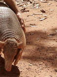 World's Largest Armadillo Makes A Rare Appearance