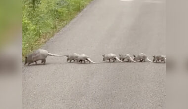 Rare Family Crossing Road Causes Driver To Stop In Her Tracks