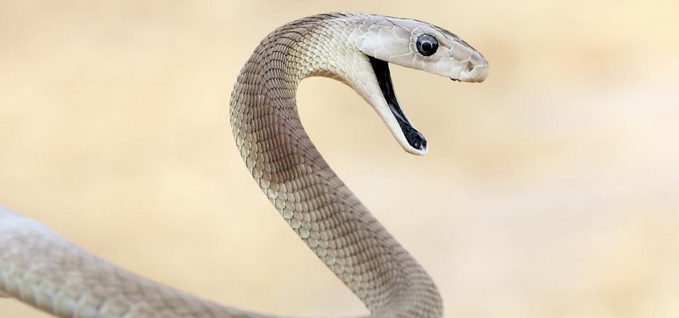 Curse of  Black Mamba