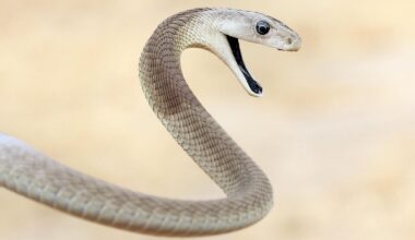 The Internet Is Wrong About The World’s ‘Fastest’ Snake — A Biologist Explains