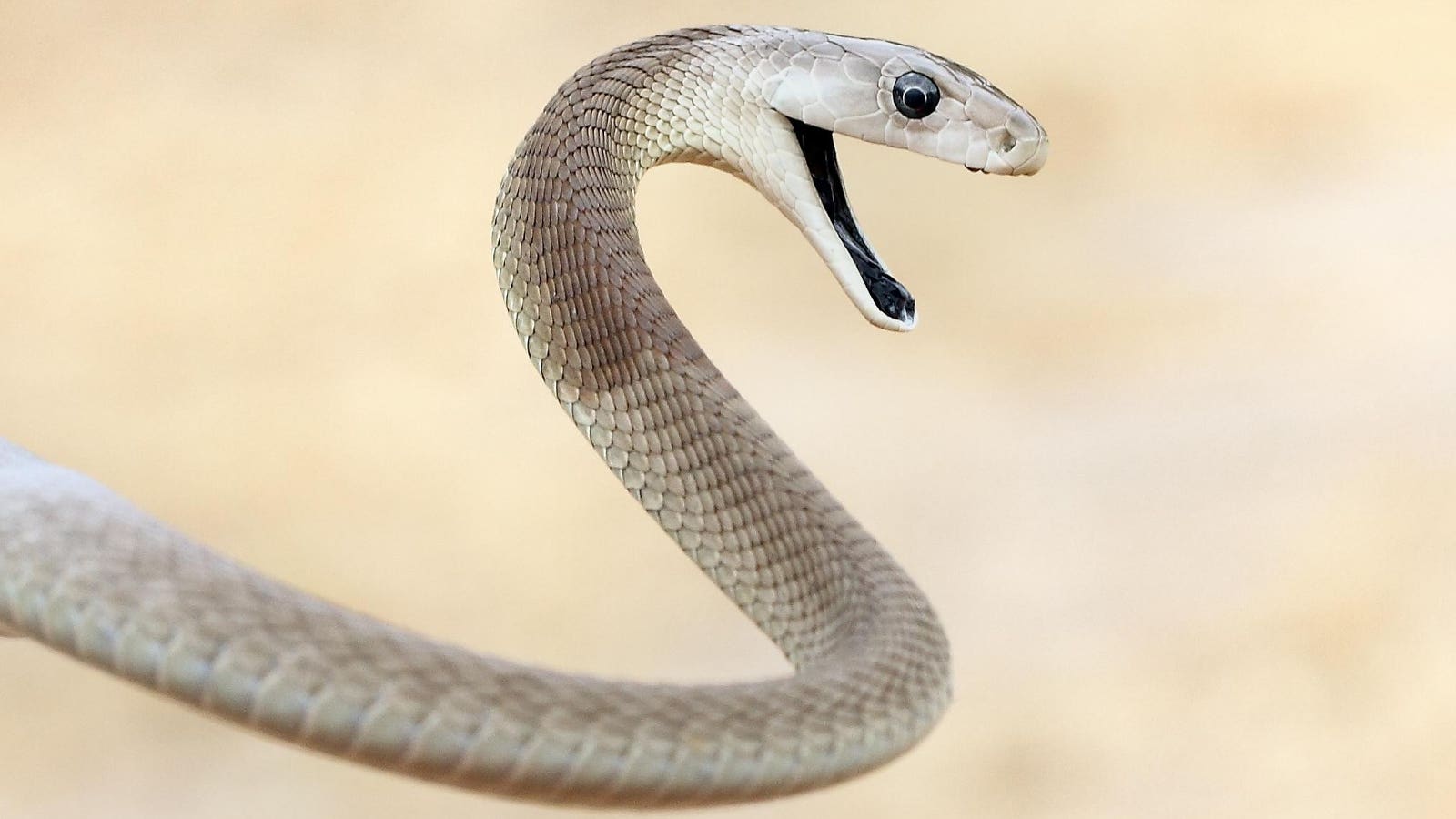 The Internet Is Wrong About The World’s ‘Fastest’ Snake — A Biologist Explains