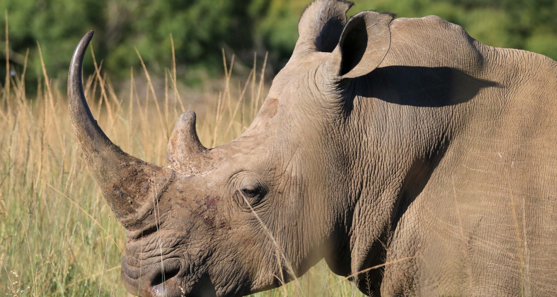 Reality vs. imagination; rhinos vs. poachers; mathematics vs. the Big Bang