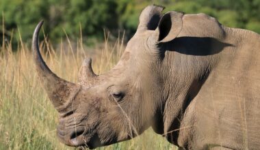 Reality vs. imagination; rhinos vs. poachers; mathematics vs. the Big Bang