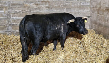 Bull that was on the loose in Birmingham is rescued by Hillside Animal Sanctuary in Norfolk