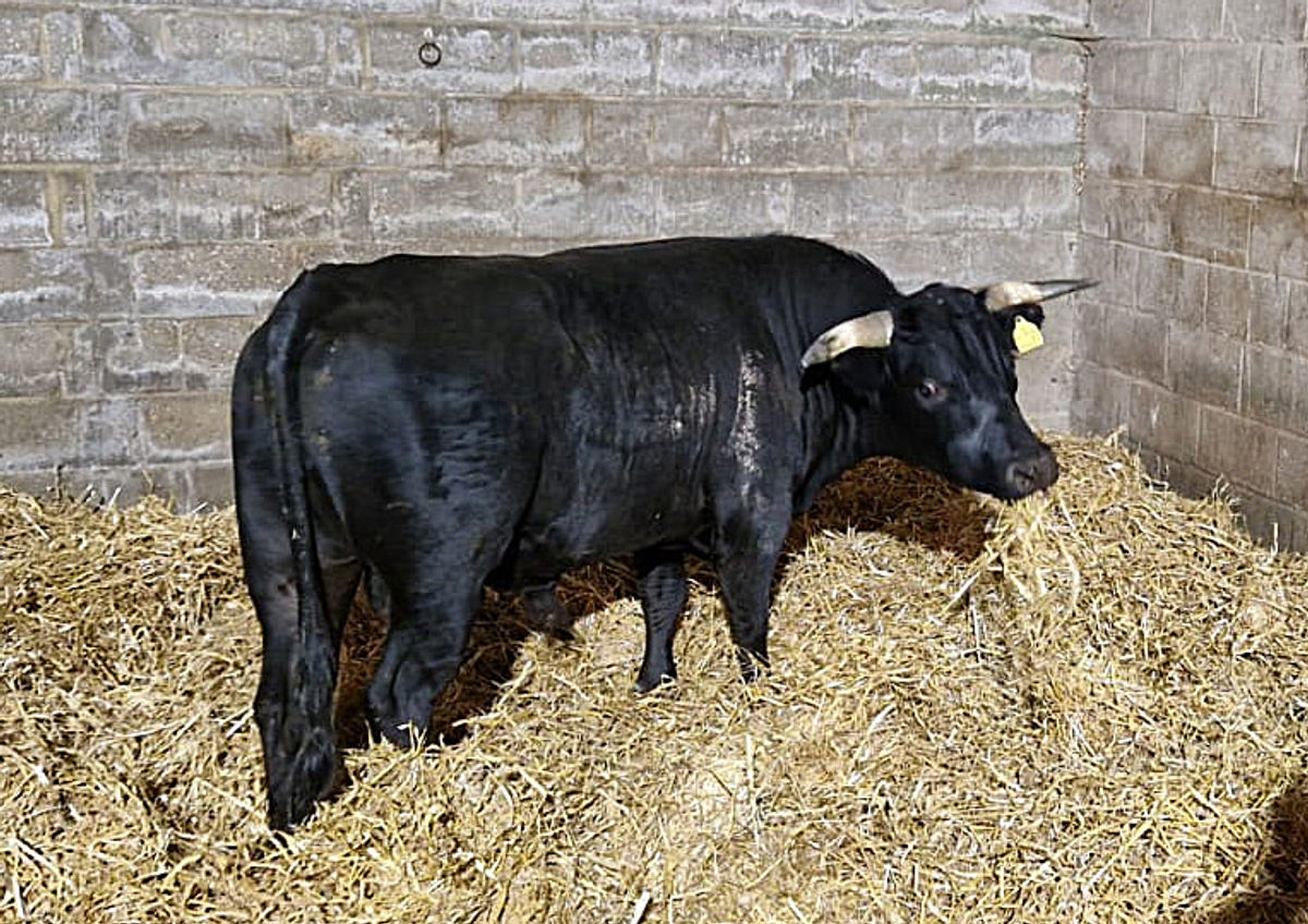 Bull that was on the loose in Birmingham is rescued by Hillside Animal Sanctuary in Norfolk