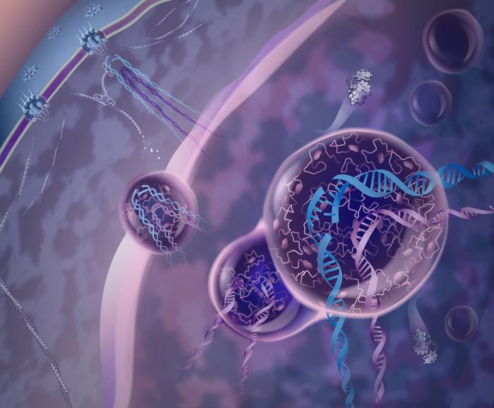 Cellular mechanism in which protein droplets safeguard regions of the genome