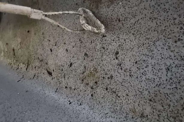 One of the photos taken by inspectors in March which saw Wallasey's Masonic Hall given a zero star food hygiene rating