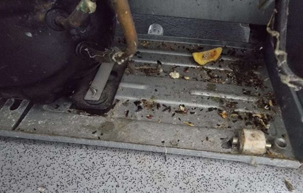Inspectors found poor conditions at the Masonic Hall including mouse droppings