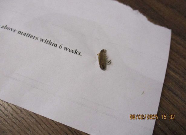 A cockroach which was found in the Sham Shop which is now closed