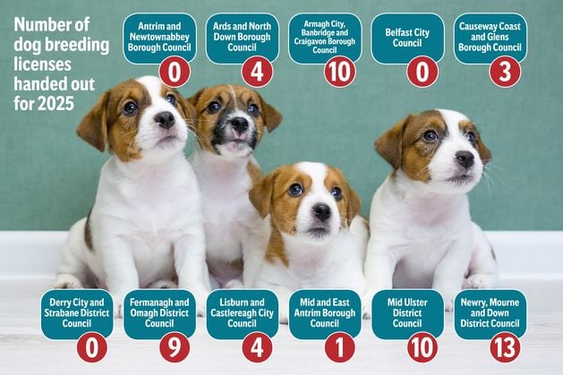 Overhaul of dog breeding laws could halt puppy farm sales, says NI charity