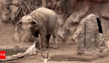 Heartwarming moment: Elephant rescues drowning gazelle at zoo; watch video