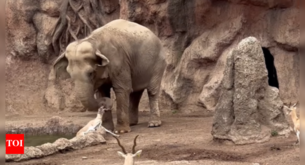 Heartwarming moment: Elephant rescues drowning gazelle at zoo; watch video