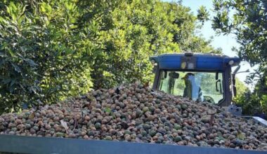 New genetics will transform the South African nut industry | Article