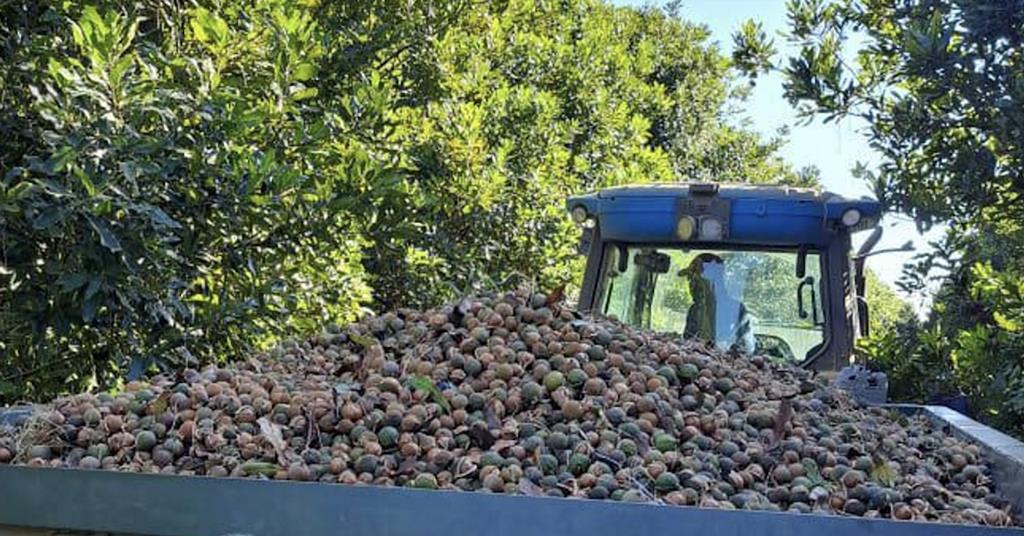 New genetics will transform the South African nut industry | Article