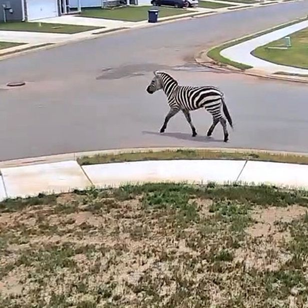 The zebra walking through a neighbourhood