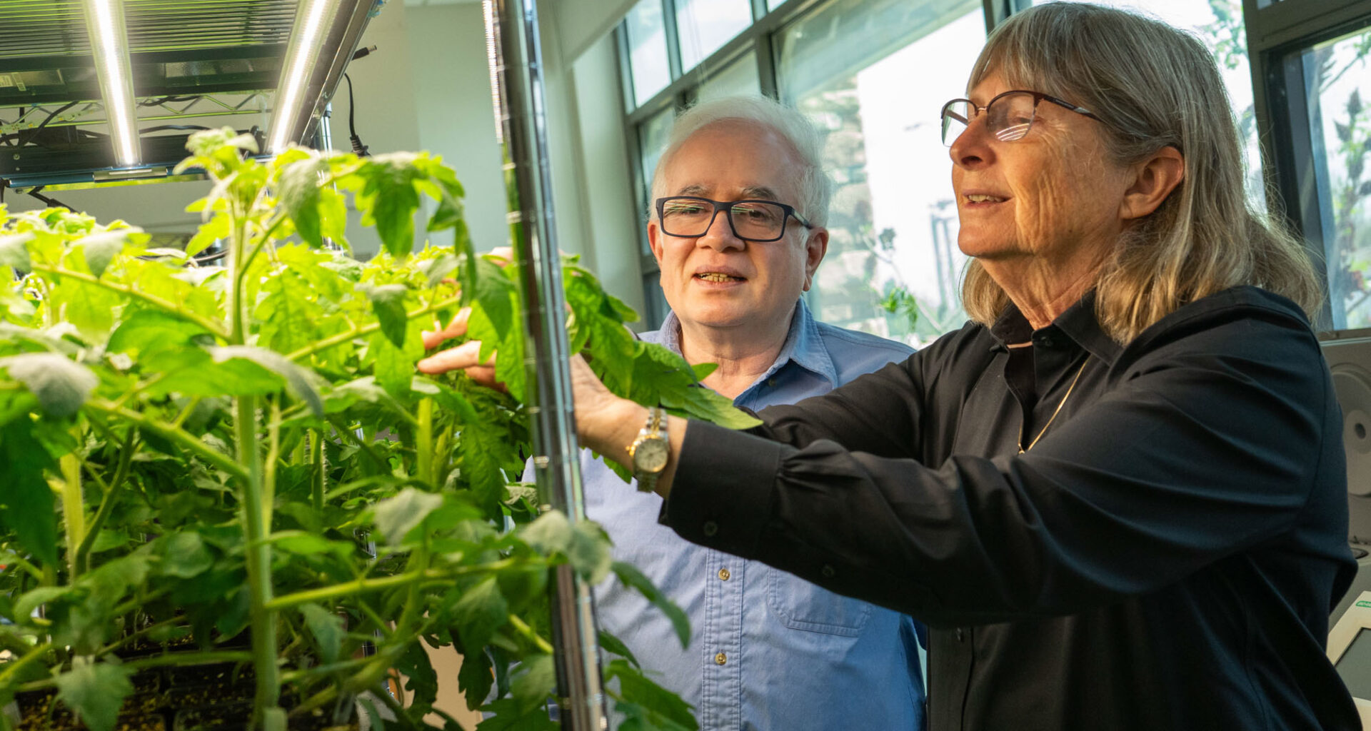Scientists Build First Genetic "Toggle Switch" for Plants, Paving the Way for Smarter Farming